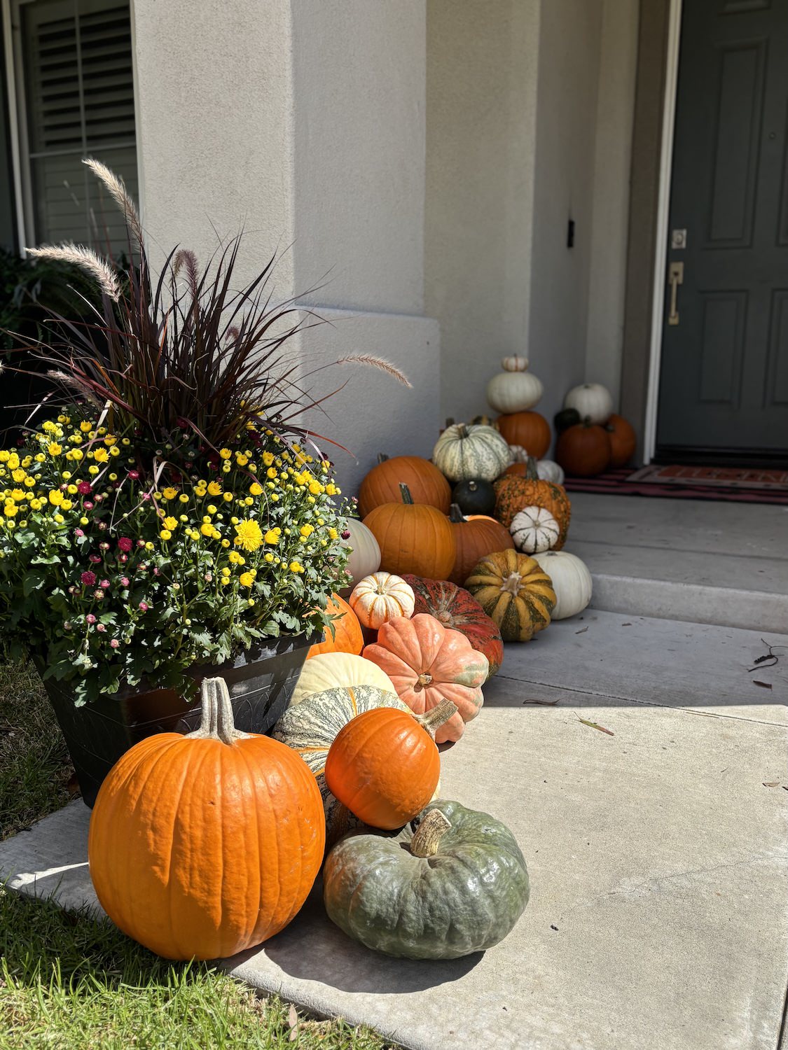 Row of pumpkins and gourds beside a mum planter on a front walkway